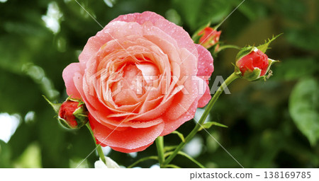 Beautiful rose blooms with water droplets in the garden during a sunny day in springtime Beautiful rose blooms with water droplets in the garden during a sunny day in springtime 138169785