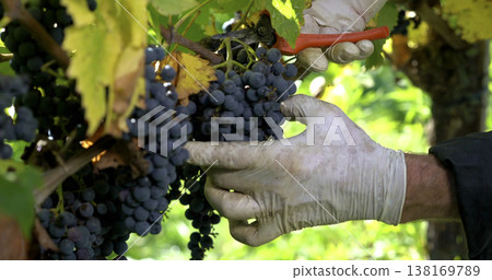 Grapes being harvested by hand during autumn in a vineyard under clear blue skies 138169789