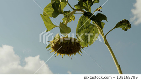 Sunflower plant grows tall under bright sky with clouds in the background during sunny day in the summer season Sunflower plant grows tall under bright sky with clouds in the background during sunny day in the summer season 138169799