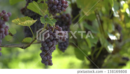 Grapes grow on vines in a vineyard under sunlight during late summer in a rural area 138169808