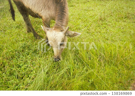 Himalayan cows grazing in Nepal Himalayan cows grazing in Nepal 138169869