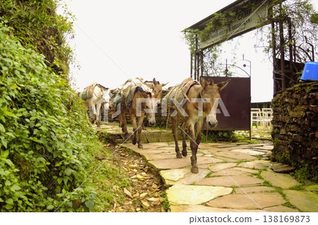 Himalayan transport mules, Nepal, 3 138169873
