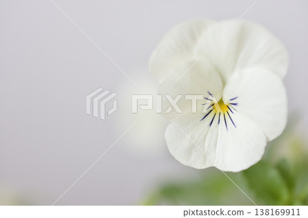 Viola Viola 138169911