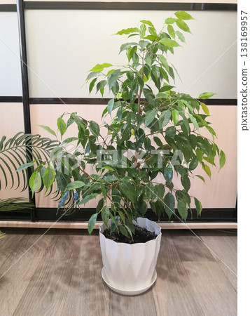 Beautiful Ficus benjamina houseplant with lush green foliage in a white pot on a wooden floor 138169957