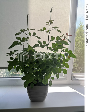 Healthy miniature rose plant with green leaves and rising buds in a stylish pot on a sunlit windowsill 138169967