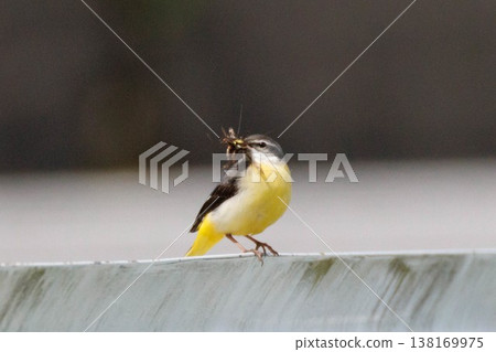 Grey Wagtail raising its young 138169975