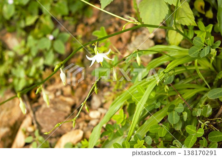 Delicate white wildflowers blooming along the Annapurna Trail Delicate white wildflowers blooming along the Annapurna Trail 138170291