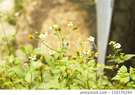 Small white wildflowers blooming at the foot of the Himalayas Small white wildflowers blooming at the foot of the Himalayas 138170294
