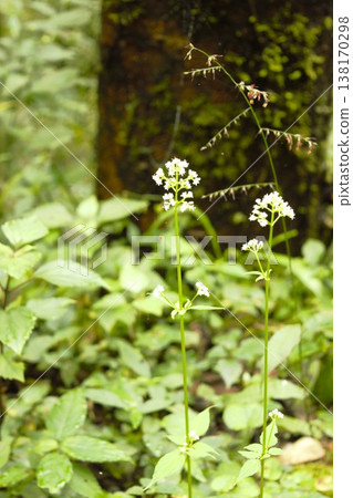 Small white flowers blooming along Himalayan trekking routes 138170298