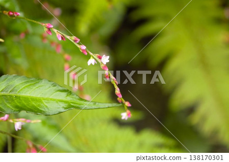 Persicaria flowers blooming on Himalayan trails Persicaria flowers blooming on Himalayan trails 138170301