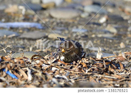 H市正子 138170321