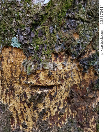 Ancient bark shows deep grooves and mossy patches. Lichen glows in soft blue tones against rough, weathered wood. Texture feels alive, earthy, and enduring Ancient bark shows deep grooves and mossy patches. Lichen glows in soft blue tones against rough, weathered wood. Texture feels alive, earthy, and enduring 138170414