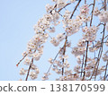 A spring blue sky and weeping cherry blossoms in full bloom 138170599