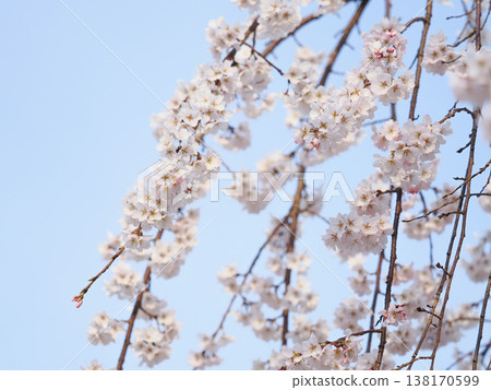 A spring blue sky and weeping cherry blossoms in full bloom 138170599