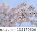 A photo of a weeping cherry tree taken from below. 138170600