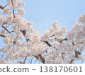 Pink cherry blossoms against a blue sky 138170601
