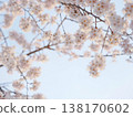Weeping cherry blossoms and the blue sky viewed from below. 138170602