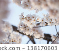 A close-up photo of cherry blossoms with a bokeh effect. 138170603