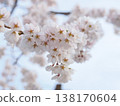 A close-up of a weeping cherry tree with beautiful bokeh. 138170604