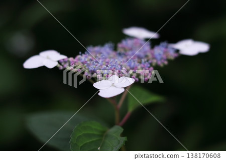 Pretty Powered Hydrangea Pretty Powered Hydrangea 138170608