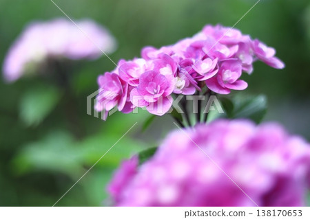 雨季盛開的粉紅色繡球花 雨季盛開的粉紅色繡球花 138170653