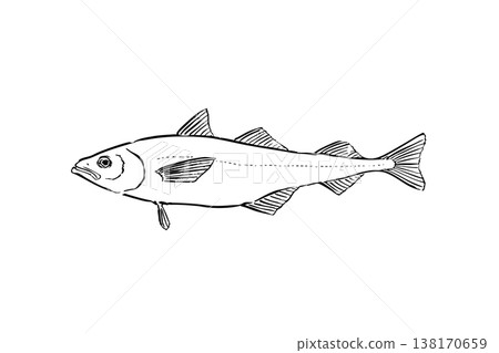 A field guide-style illustration of a walleye pollock (pollock), a saltwater fish, edible fish, vector, brush pen line art, educational material. A field guide-style illustration of a walleye pollock (pollock), a saltwater fish, edible fish, vector, brush pen line art, educational material. 138170659