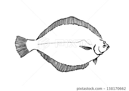 A field guide-style illustration of a Japanese flounder (Flounder), a saltwater fish, vector, brush pen line art, educational material. A field guide-style illustration of a Japanese flounder (Flounder), a saltwater fish, vector, brush pen line art, educational material. 138170662