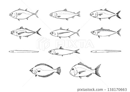 一組用於壽司的經典魚類(毛筆繪製,向量格式)。 一組用於壽司的經典魚類(毛筆繪製,向量格式)。 138170663