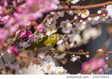 盛開的梅花和繡眼鳥:預示著春天到來的野生鳥類。 盛開的梅花和繡眼鳥:預示著春天到來的野生鳥類。 138170815