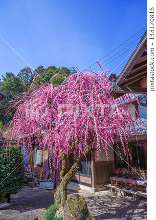 一幅描繪傳統日式房屋和盛開的粉紅色垂枝梅樹的畫面，背景是藍天。 138170816