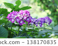 在綠色的美麗的繡球花 138170835
