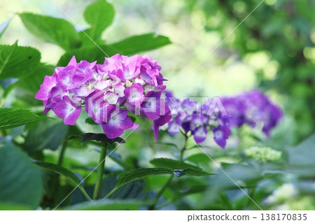 beautiful hydrangea in the green 138170835