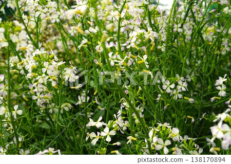Daikon花 Daikon花 138170894