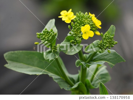 Yellow flowers of Komatsuna (Japanese mustard spinach) Yellow flowers of Komatsuna (Japanese mustard spinach) 138170958