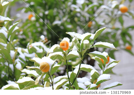 雪覆蓋的金橘 138170969