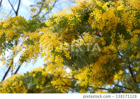 Mimosa flowers Mimosa flowers 138171128