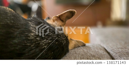 The dog's head is lying on the couch in a medium shot from behind. Pets at home. High quality photo 138171143