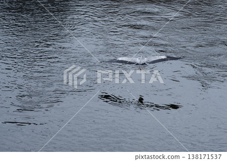 飛翔的大藍鷺 003 138171537