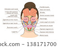 Facial muscle diagram and names of an Asian woman facing forward 138171700