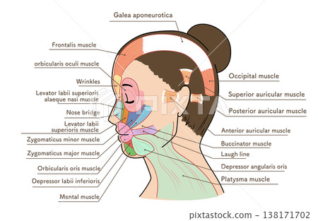 亞洲女性側臉時臉部肌肉的示意圖與名稱。 138171702