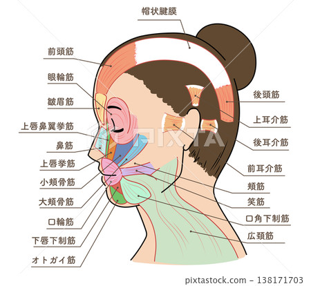 Diagram and names of facial muscles of an Asian woman looking to the side. 138171703