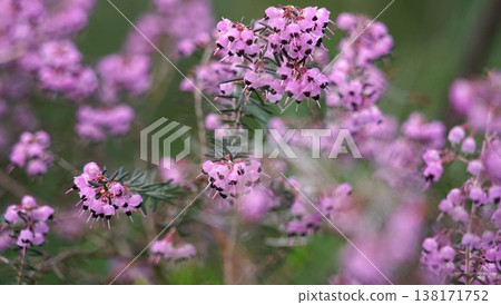 日本石楠的粉紅色花朵 138171752