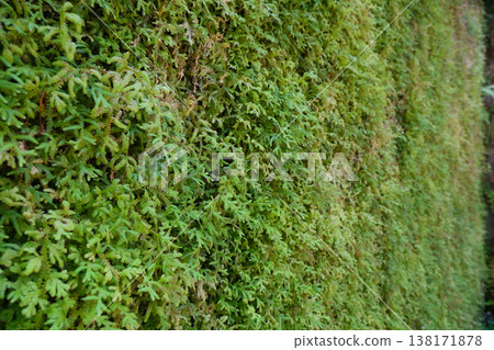 Green Moss Fern Wall 138171878
