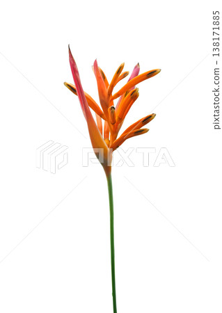Heliconia angusta or Bird of paradise flower Heliconia angusta or Bird of paradise flower 138171885