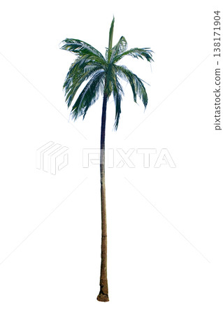 Coconut palm tree Coconut palm tree 138171904