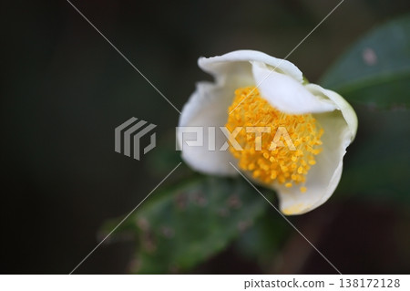 Flowers of tea tree 138172128