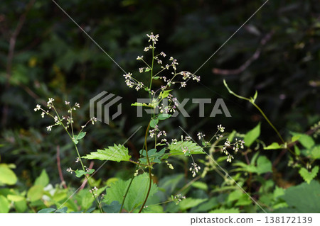 秋季落葉松花蕾(北海道鶴井村) 秋季落葉松花蕾(北海道鶴井村) 138172139