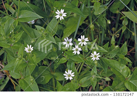 Stellaria media (Tsurui Village, Hokkaido) Stellaria media (Tsurui Village, Hokkaido) 138172147