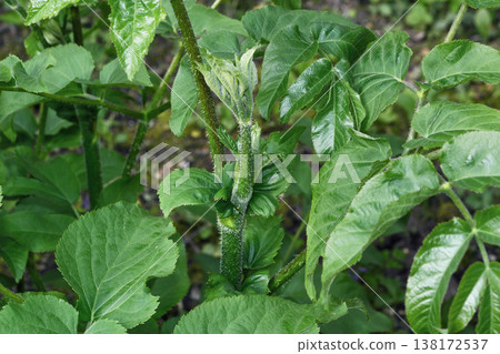 Udo sprouts (Tsurui Village, Hokkaido) 138172537