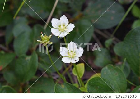 Marsh grass of Parnassus (Daisetsuzan, Hokkaido) 138172539